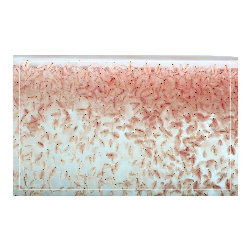 Daphnia - Waterfleas 90ml