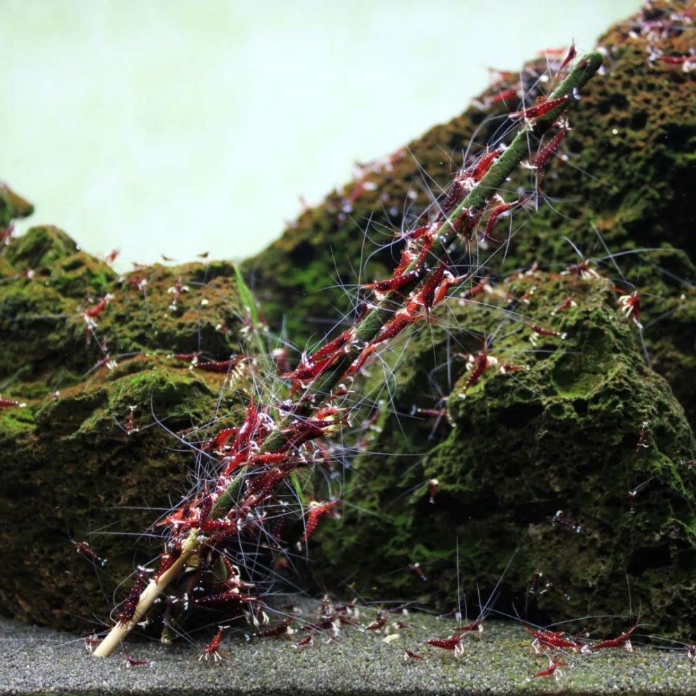 GlasGarten Shrimp Lollies – 4in1 Algae Power 8 Sticks