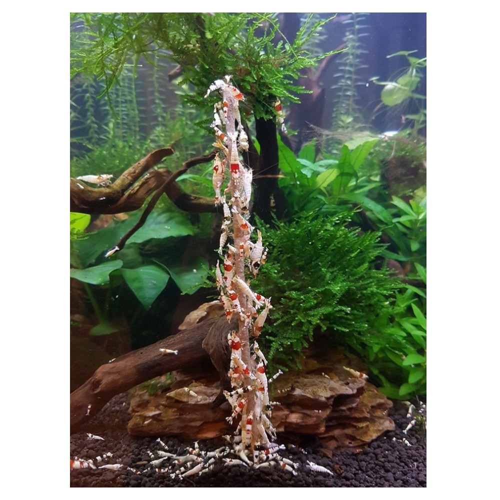 Ceramic Nature Shrimp Lolly Algae/Vegetable 10 Pcs (15 Gram)
