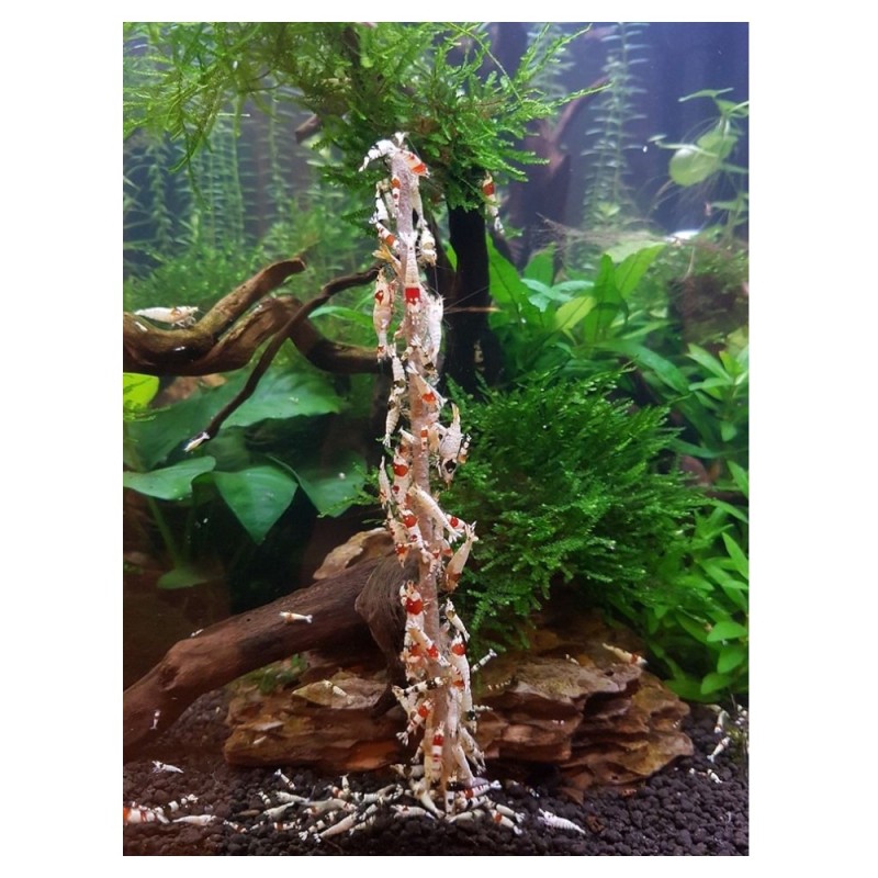 Ceramic Nature Shrimp Lolly Spinach 10 Pcs (15 Gram)