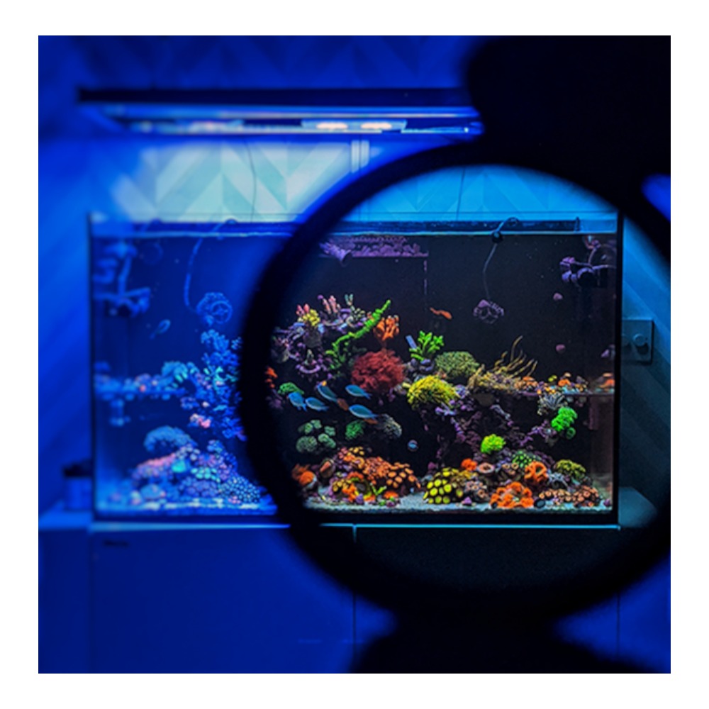 DD Coral Colour Clip Lens 2nd Generation