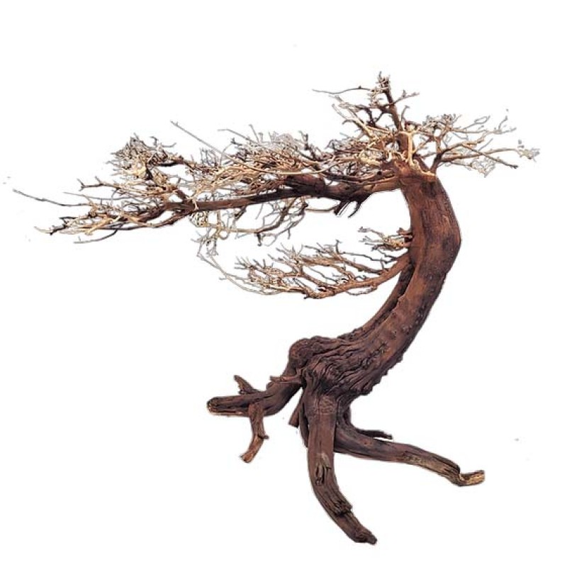 WIO Bonsai Arboretum