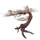 WIO Bonsai Arboretum