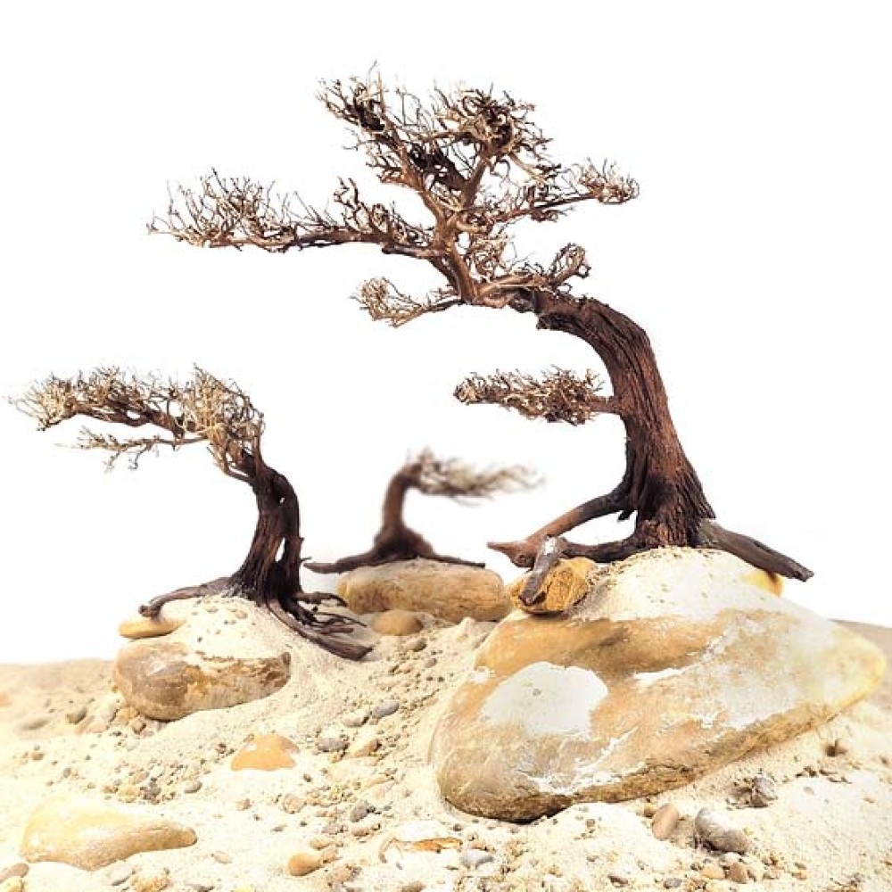 WIO Bonsai Arboretum