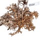 WIO Canopy Wood