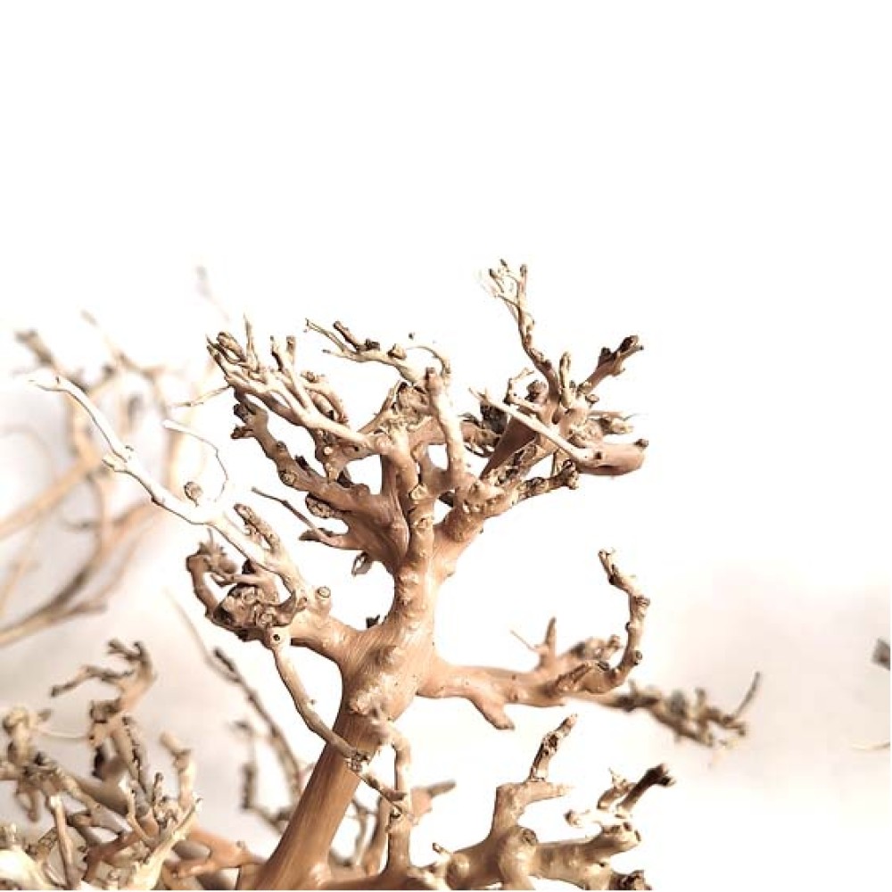WIO Canopy Wood