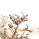 WIO Canopy Wood