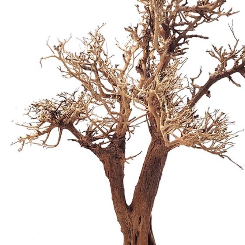 WIO Tree Arboretum