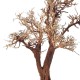 WIO Tree Arboretum