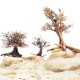 WIO Tree Arboretum