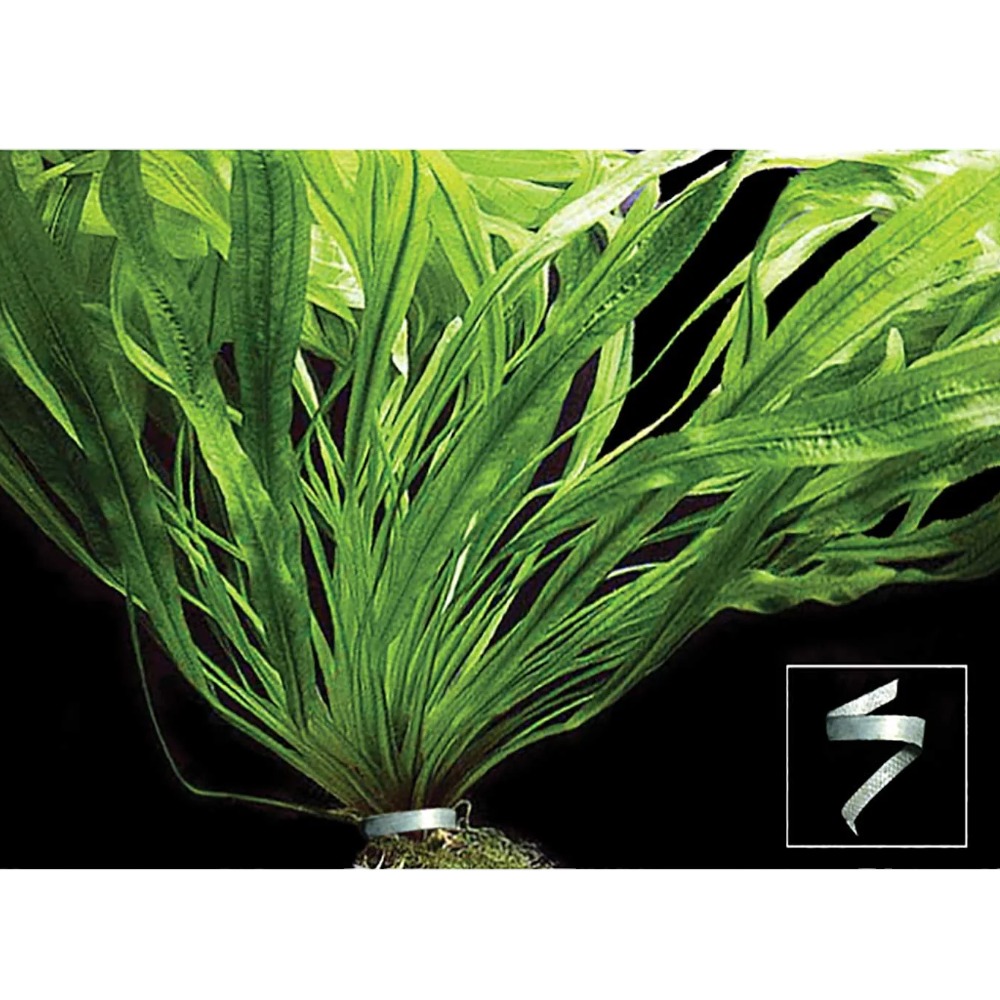 AquaOne Plant Weights 6cm 10pk