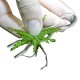 JBL PROSCAPE PLANTIS PINS