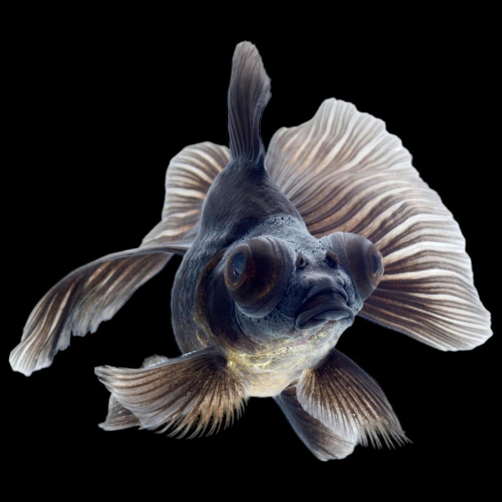 Black Moor Goldfish - Small