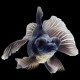 Black Moor Goldfish