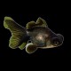 Black Moor Goldfish