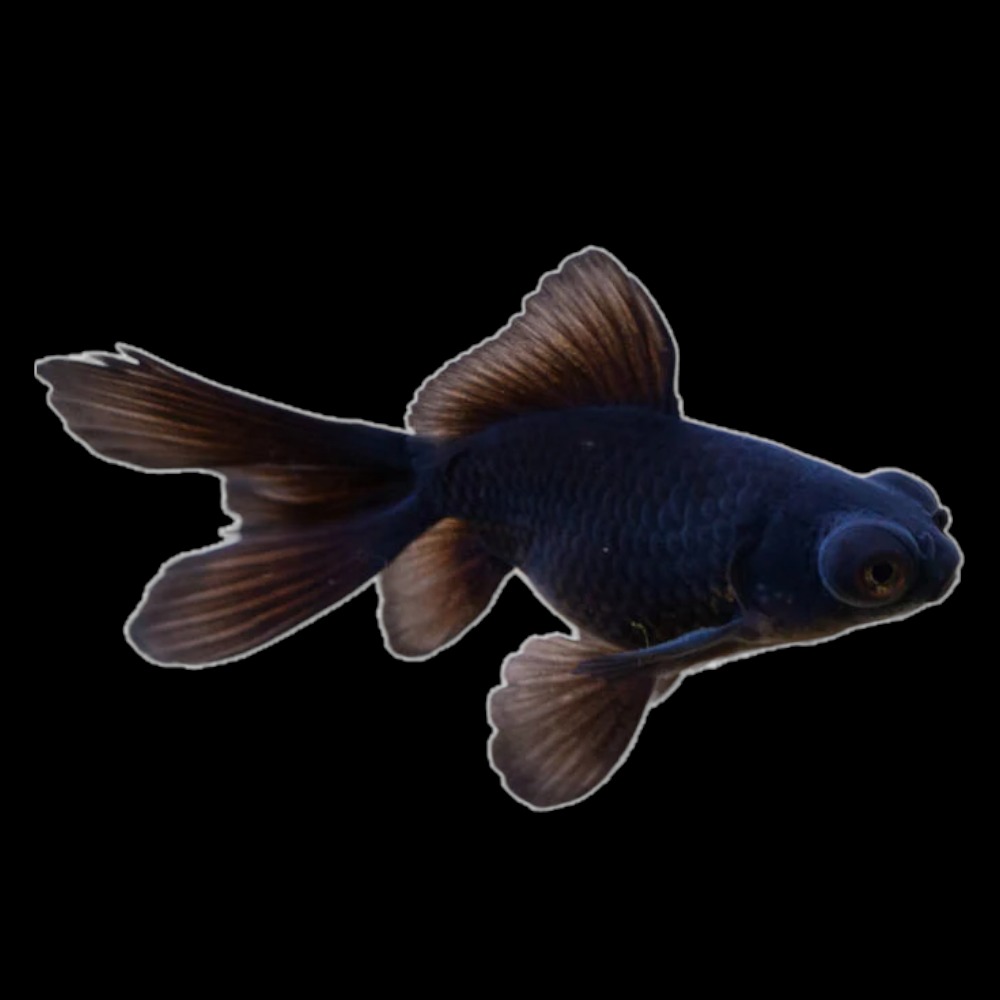 Black Moor Goldfish - Small
