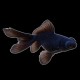 Black Moor Goldfish