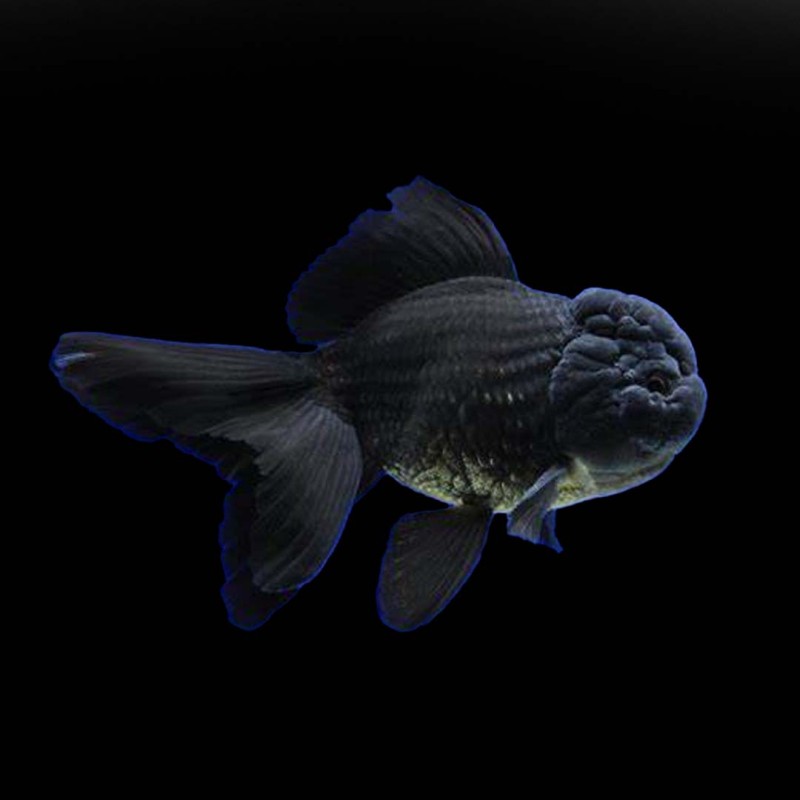 Black Oranda