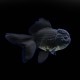Black Oranda