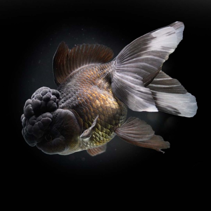 Black Oranda