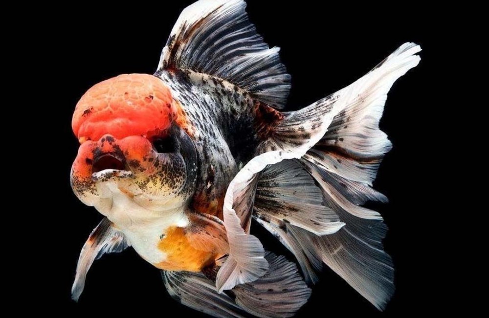 New Coldwater's and Livebearers!