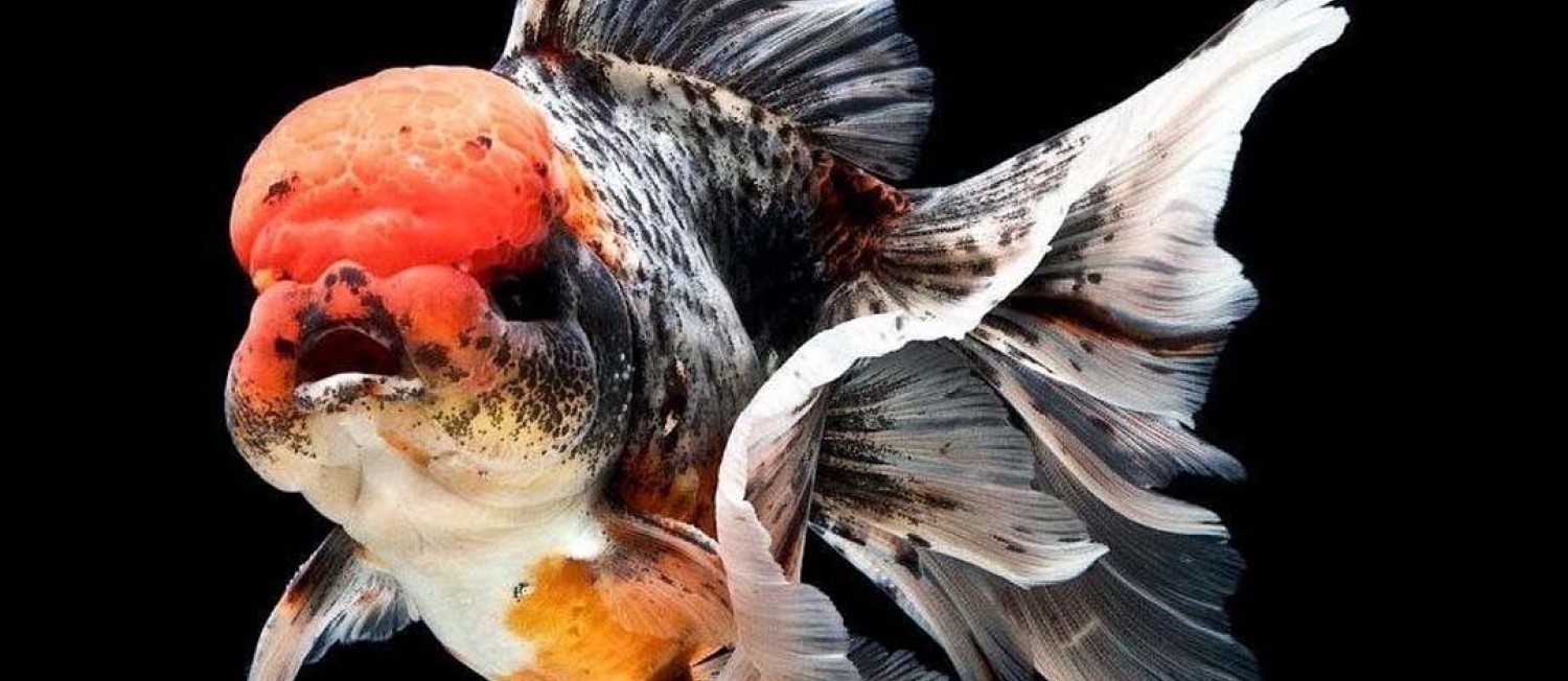 New Coldwater's and Livebearers!