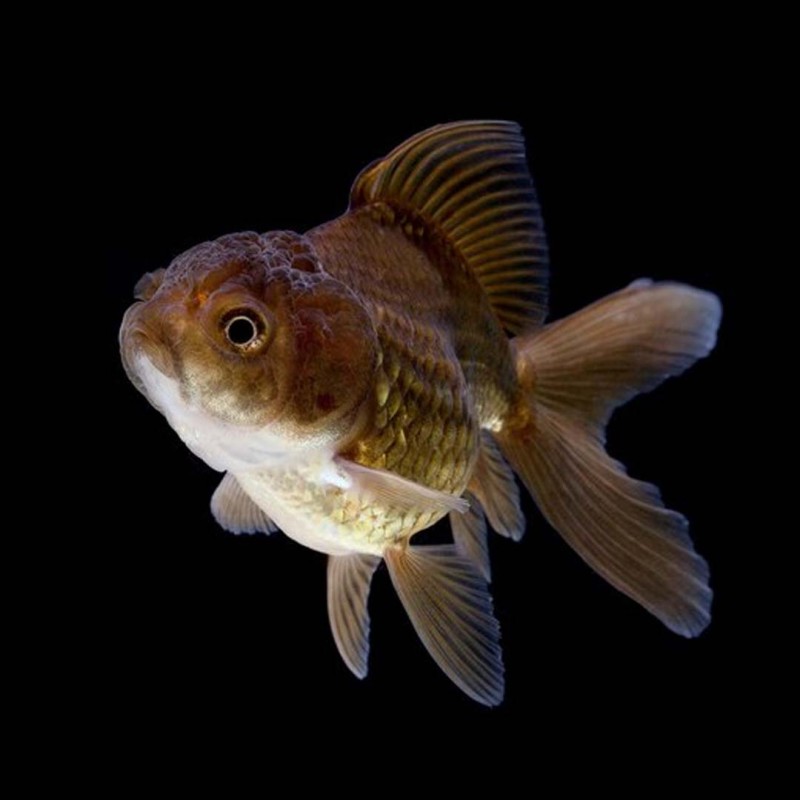 Chocolate Oranda