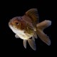 Chocolate Oranda