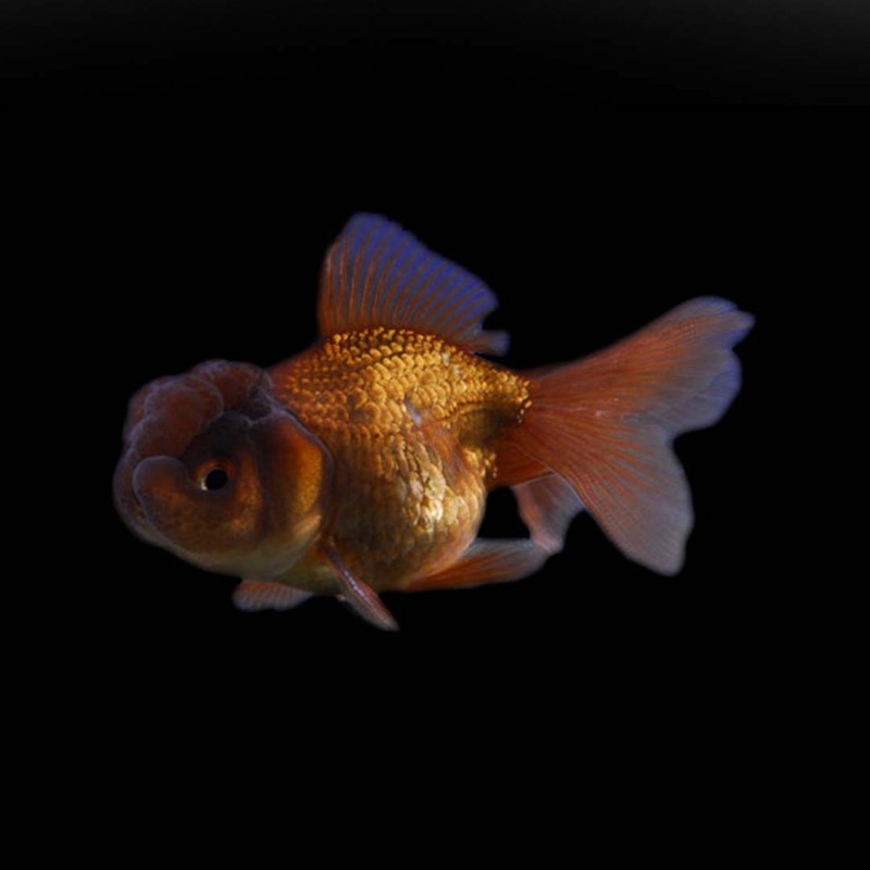 Chocolate Oranda