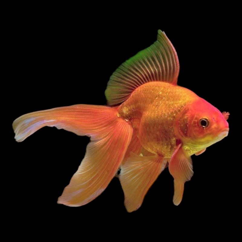 Fantail Goldfish - Medium