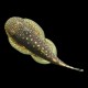 Hillstream Loach