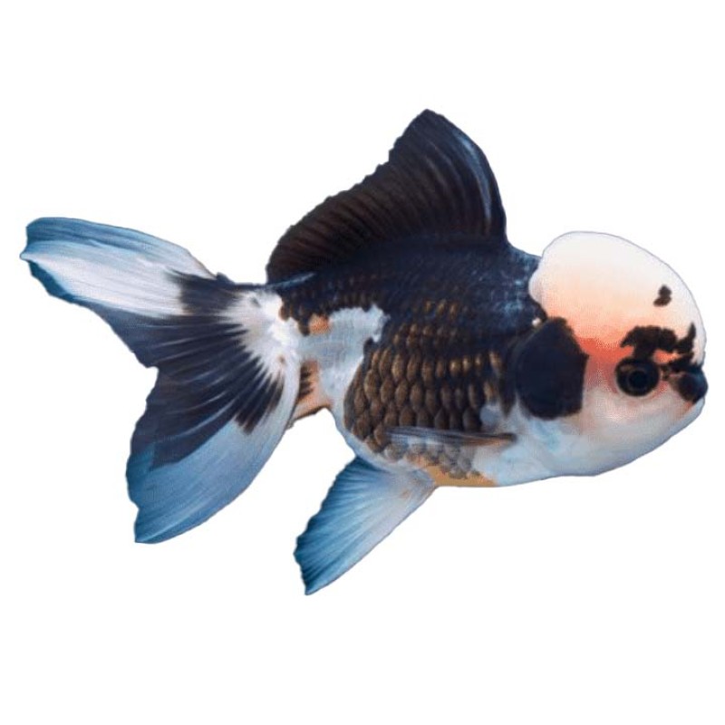 Panda Oranda Goldfish