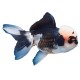 Panda Oranda Goldfish