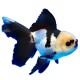 Panda Oranda Goldfish