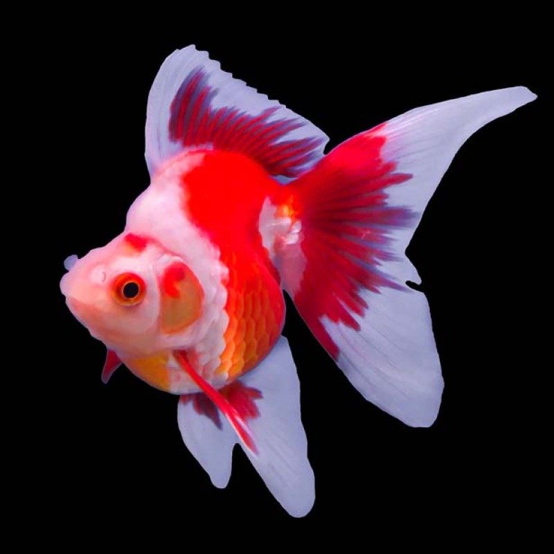 Ryukin Goldfish