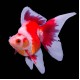 Ryukin Goldfish