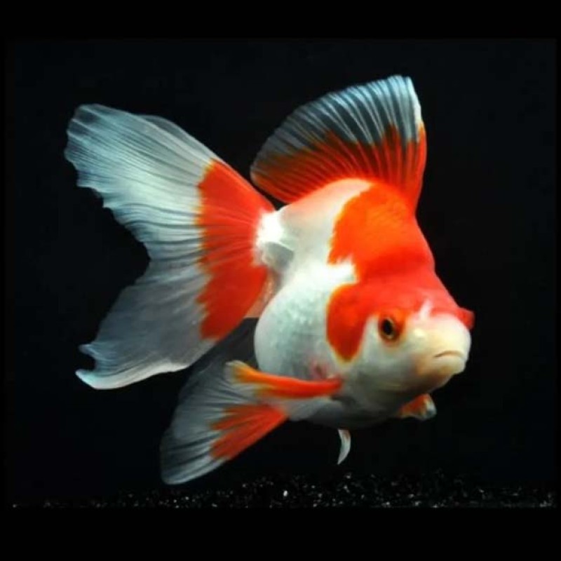 Ryukin Goldfish
