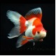 Ryukin Goldfish