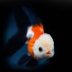 Tri-colour Oranda Goldfish