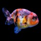 Ranchu Goldfish