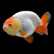 Ranchu Goldfish