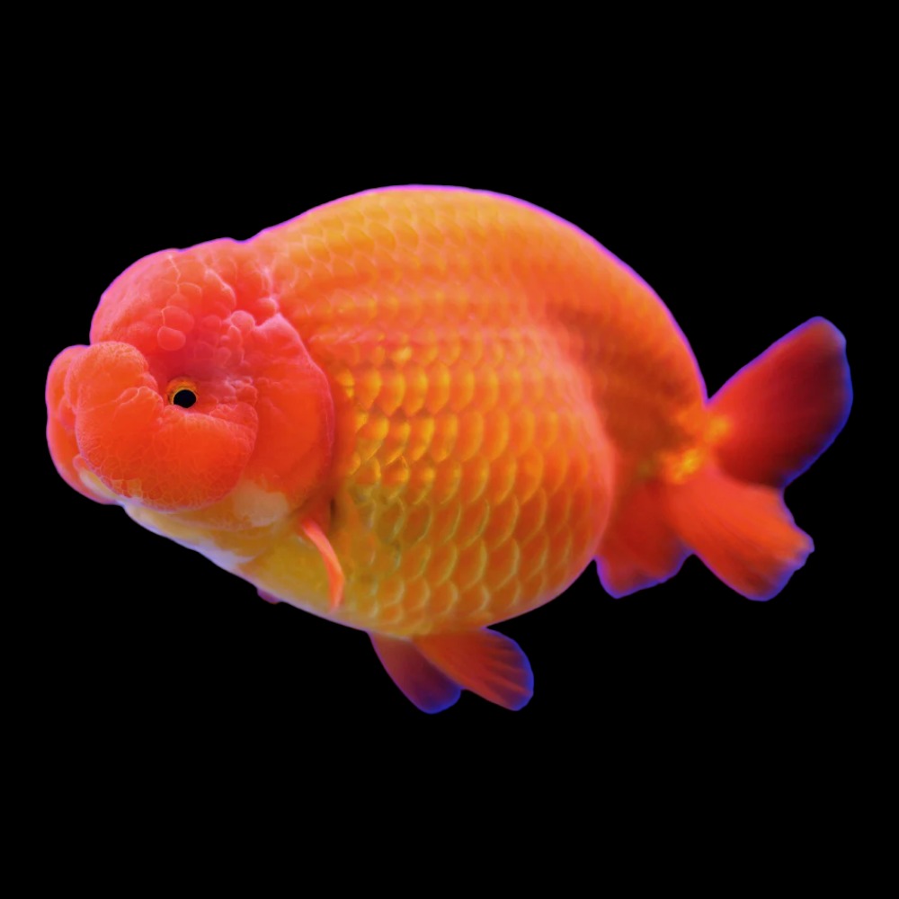 Ranchu Goldfish