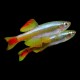 White Cloud Mountain Minnow