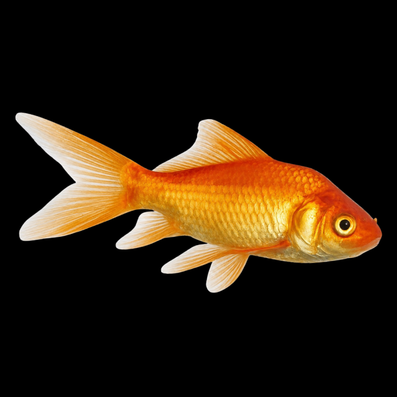 Common Goldfish