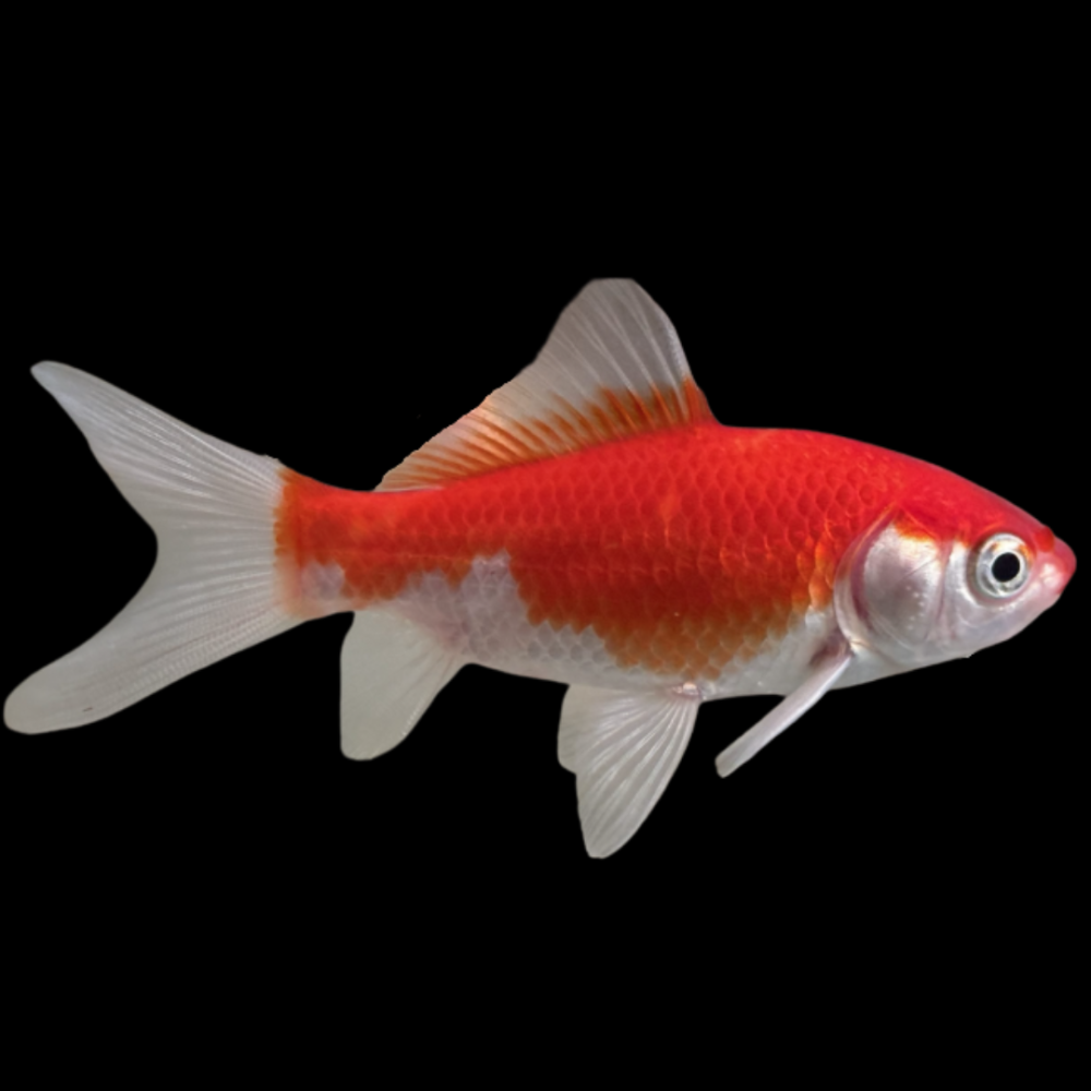 Sarasa Comet