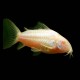 Albino Aeneus Corydora