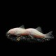 Albino Aeneus Corydora