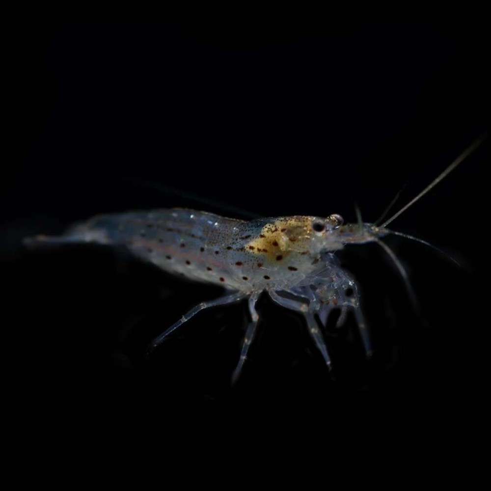 Amano Shrimp
