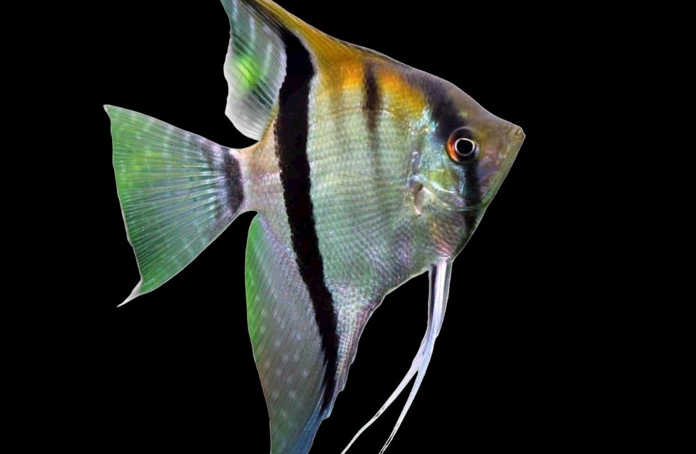 From Rams to Catfish to Killifish and Everything in between, check out our newest arrivals!
