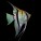 Angelfish